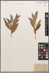 Foto von Salix caprea L. x Salix purpurea L.